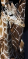 giraffe090207-5