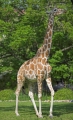 giraffe090606-1