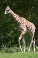 giraffe120507-2