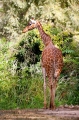giraffe170818-1