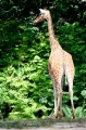 giraffe170818-2