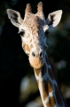 giraffe181008-1