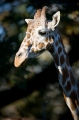 giraffe181008-2
