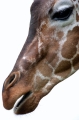 giraffe220809-1