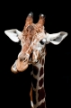 giraffe220918-1