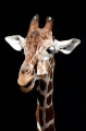 giraffe220918-2