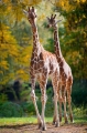 giraffe231016-1