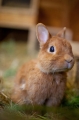 kaninchen310813-1