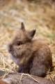 kaninchen310813-5