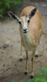gazelle220606-1