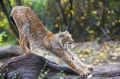 luchs101107-3