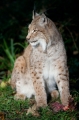 luchs241009-2