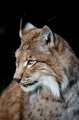 luchs241009-5