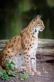 luchs270519-1