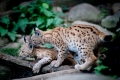luchs270914-11