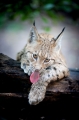 luchs270914-2