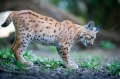 luchs270914-6