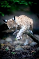 luchs270914-7
