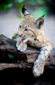 luchs270914-8