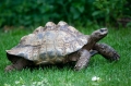 pantherschildkroete120610-1