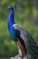 pfau020506-1