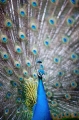 pfau190414-2