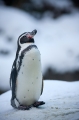 pinguin060109-2