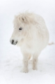 shetlandpony291214-12