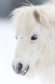 shetlandpony291214-3