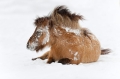 shetlandpony291214-7