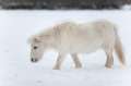 shetlandpony291214-8