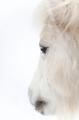 shetlandpony291214-9