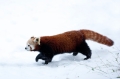roter-panda291214-3