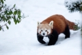 roter-panda291214-5