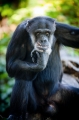 schimpanse160722-2