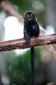 springtamarin081016-2