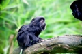springtamarin110909-1