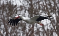storch1