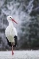 storch221207-6