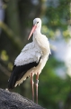 storch240407-5