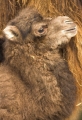 kamelbaby