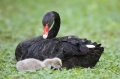 schwan310806-2