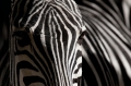 zebra161016-4