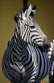 zebra230706-4