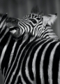 zebra260108-2