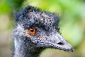 Emus